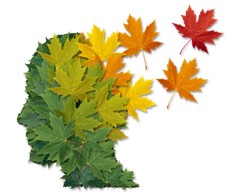 Green maple leaves forming shape of human head, transitioning to yellow, orange, red