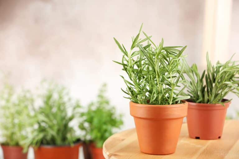 Two pots of rosemary on table indoors, more plants in background
