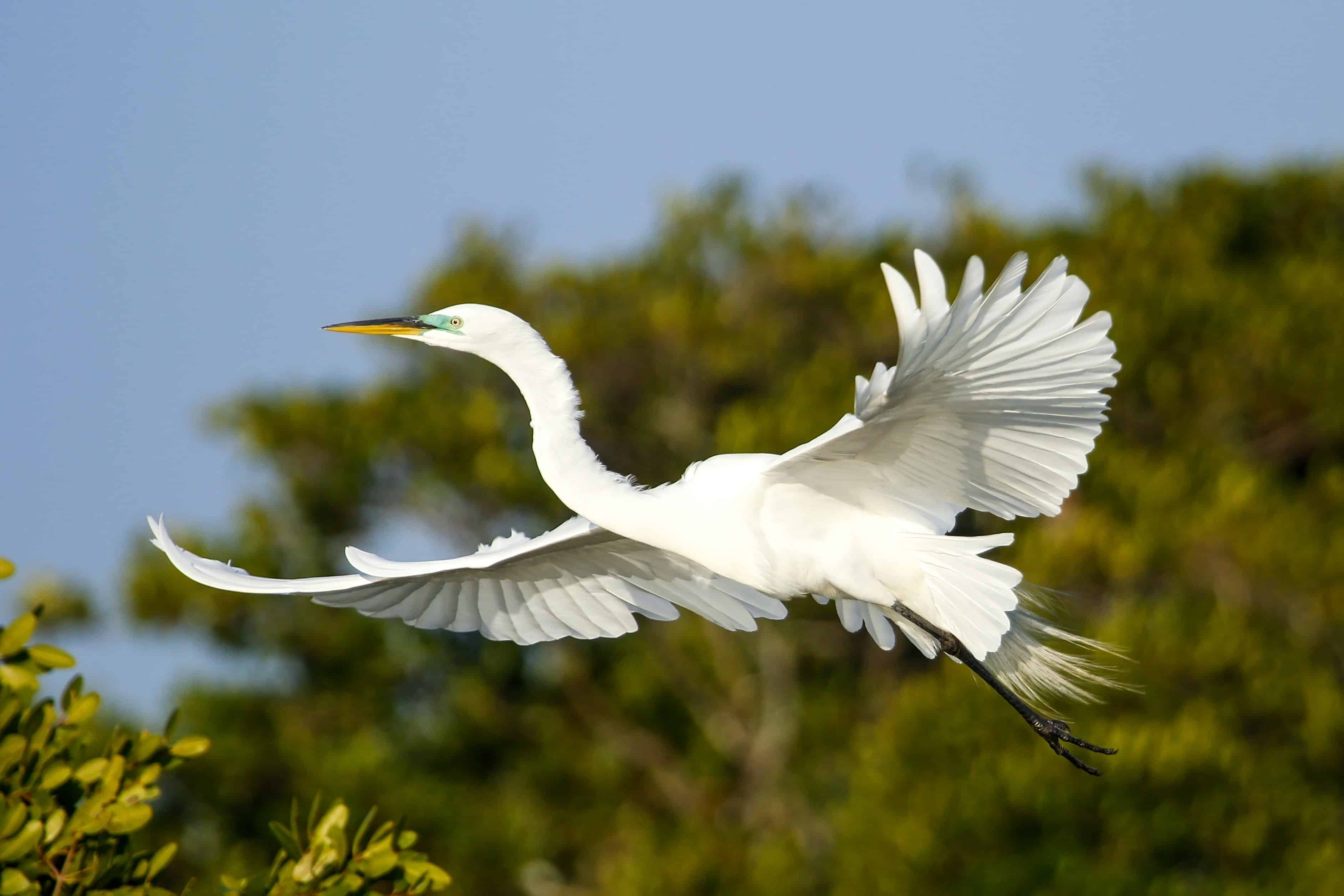 great egret bird in flight